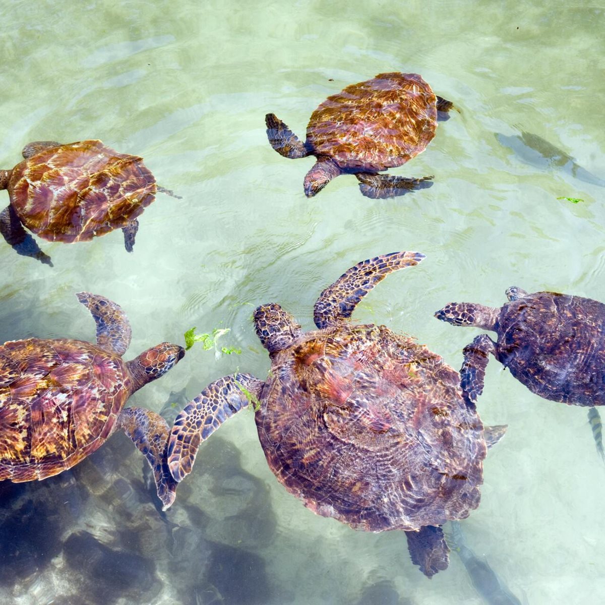 Żółwie na Zanzibarze