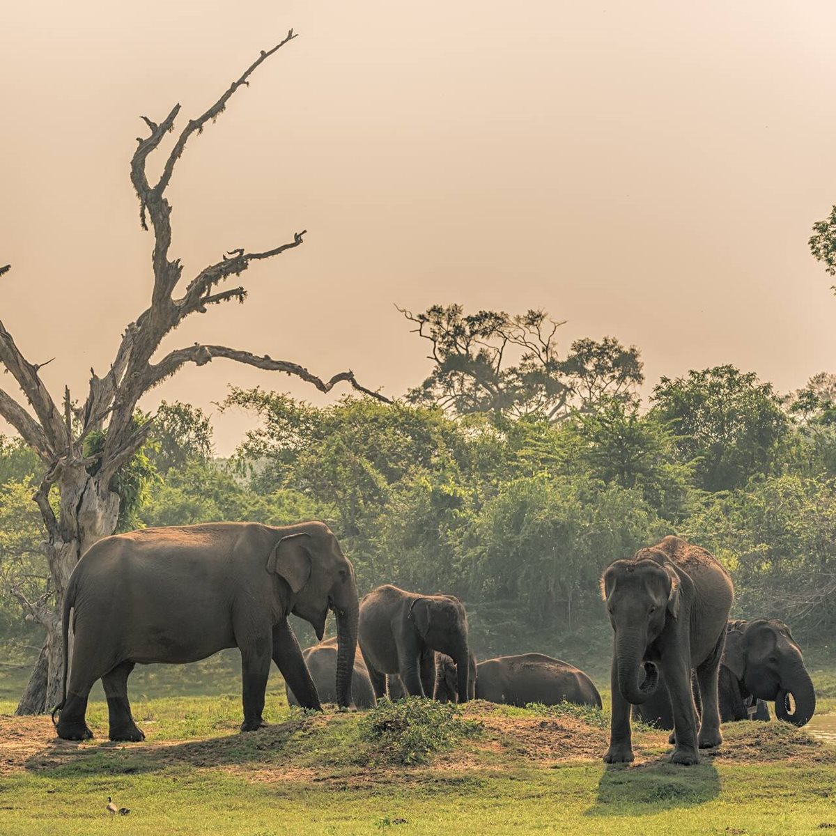 Słonie w Parku Narodowym Yala, Sri Lanka